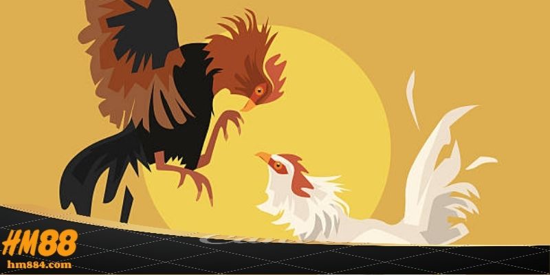 Đá Gà Philippines | 100% Chuẩn Luật Quốc Tế Tại HM88 Đá gà philippines - nguồn gốc phát triển chuyên nghiệp