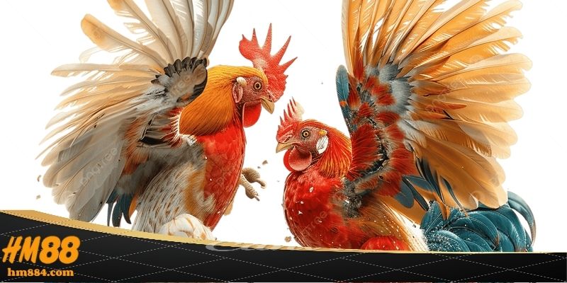 Đá Gà Philippines | 100% Chuẩn Luật Quốc Tế Tại HM88 Luật chơi đá gà philippines diễn ra như thế nào ?