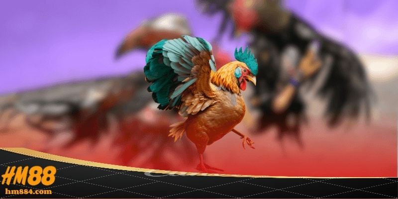 Trực Tiếp Đá Gà Thomo - Hình Ảnh Rõ Nét Full HD 24K Lý do nên chọn trực tiếp đá gà thomo tại HM88