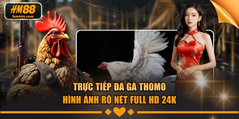 Trực Tiếp Đá Gà Thomo - Hình Ảnh Rõ Nét Full HD 24K trực tiếp đá gà thomo