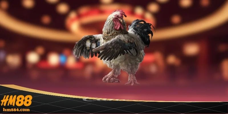 Trực Tiếp Đá Gà Thomo - Hình Ảnh Rõ Nét Full HD 24K Trực tiếp đá gà thomo – Tâm điểm theo dõi mỗi ngày